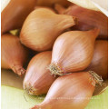 New Crop Chinese Onion For Wholesale Top Grade Healthy And Natural Shallot